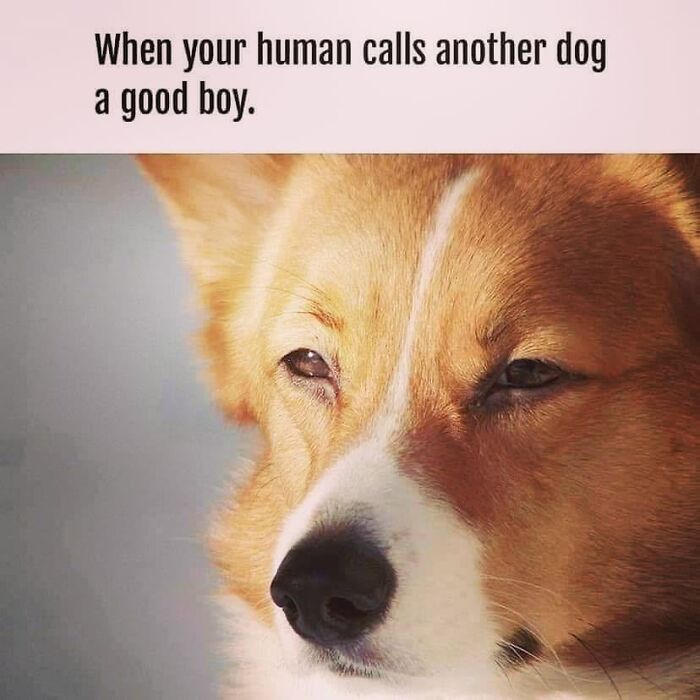 50 Funny Dog Memes Shared By &lsquo;The Hecking Doggos&rsquo; To Make Your Day Better