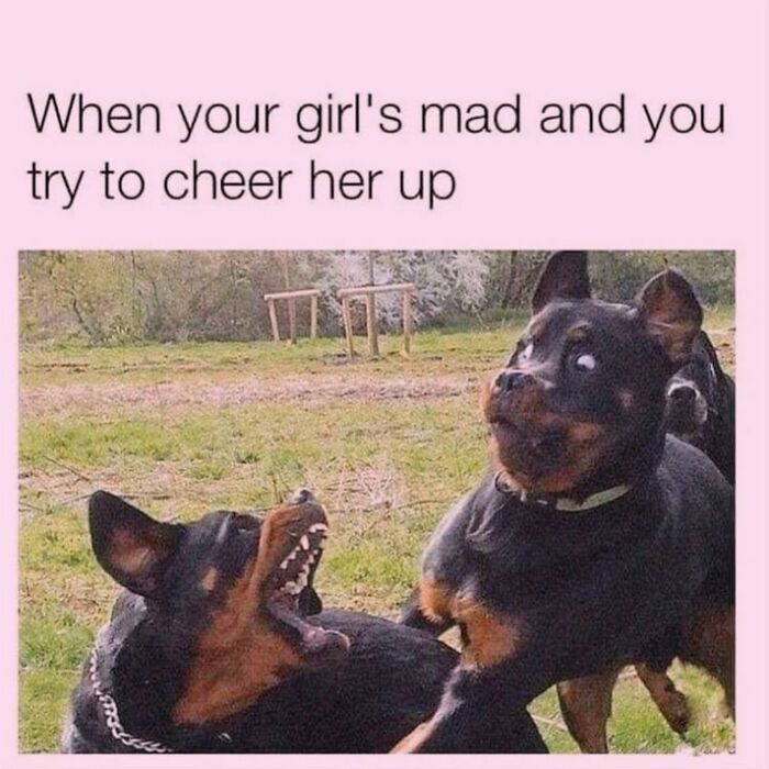 50 Funny Dog Memes Shared By &lsquo;The Hecking Doggos&rsquo; To Make Your Day Better