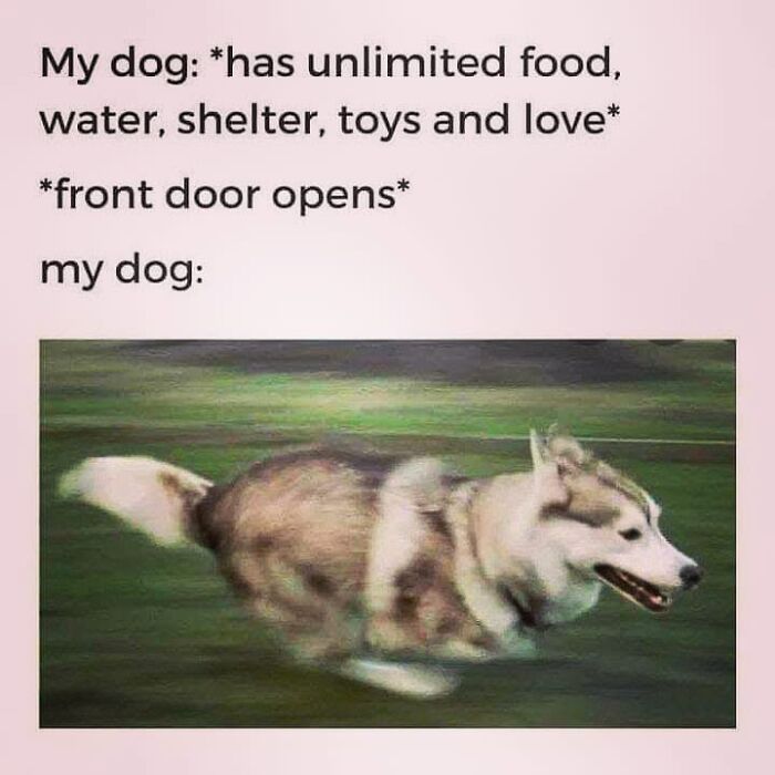 50 Funny Dog Memes Shared By &lsquo;The Hecking Doggos&rsquo; To Make Your Day Better