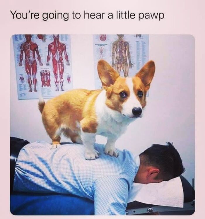 50 Funny Dog Memes Shared By &lsquo;The Hecking Doggos&rsquo; To Make Your Day Better