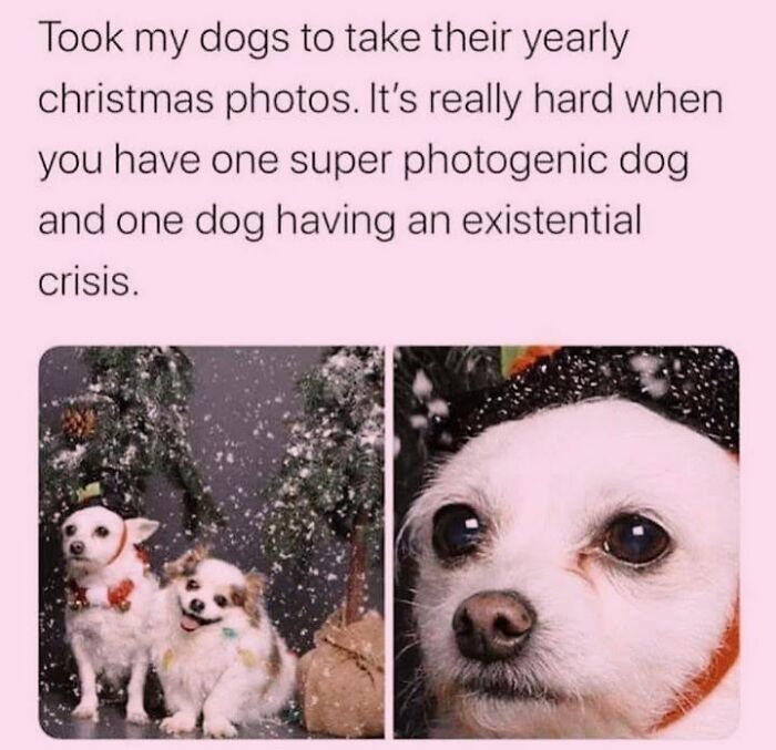 50 Funny Dog Memes Shared By &lsquo;The Hecking Doggos&rsquo; To Make Your Day Better