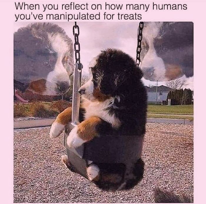 50 Funny Dog Memes Shared By &lsquo;The Hecking Doggos&rsquo; To Make Your Day Better