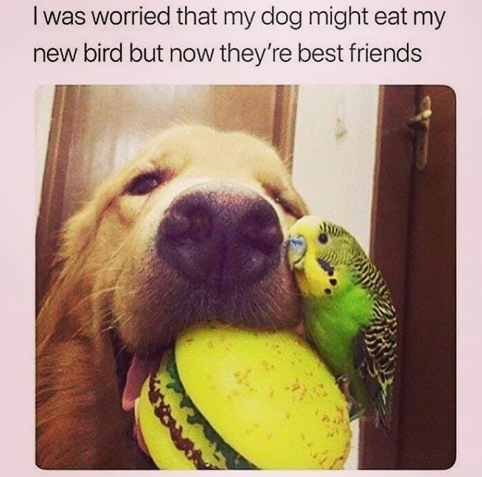 50 Funny Dog Memes Shared By &lsquo;The Hecking Doggos&rsquo; To Make Your Day Better
