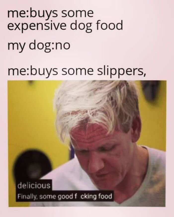 50 Funny Dog Memes Shared By &lsquo;The Hecking Doggos&rsquo; To Make Your Day Better