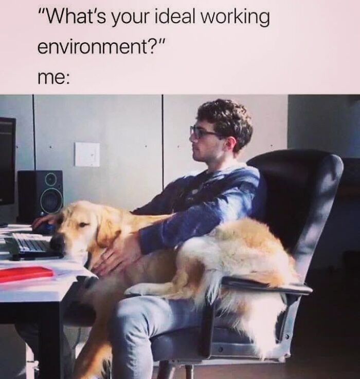 50 Funny Dog Memes Shared By &lsquo;The Hecking Doggos&rsquo; To Make Your Day Better