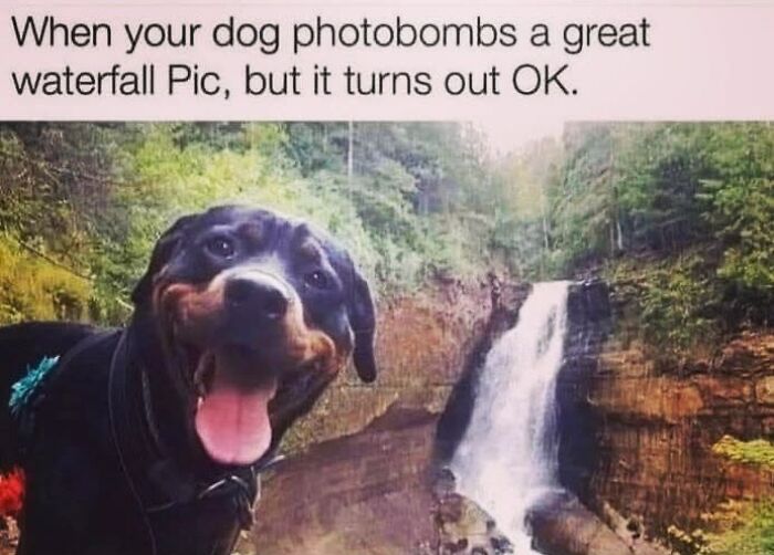 50 Funny Dog Memes Shared By &lsquo;The Hecking Doggos&rsquo; To Make Your Day Better