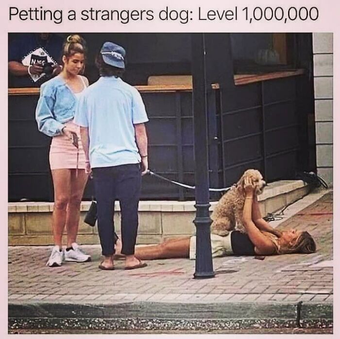50 Funny Dog Memes Shared By &lsquo;The Hecking Doggos&rsquo; To Make Your Day Better