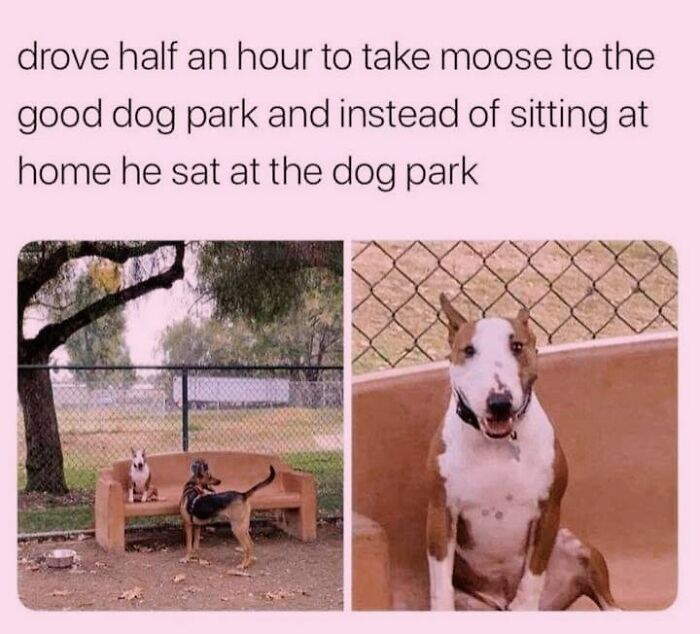 50 Funny Dog Memes Shared By &lsquo;The Hecking Doggos&rsquo; To Make Your Day Better