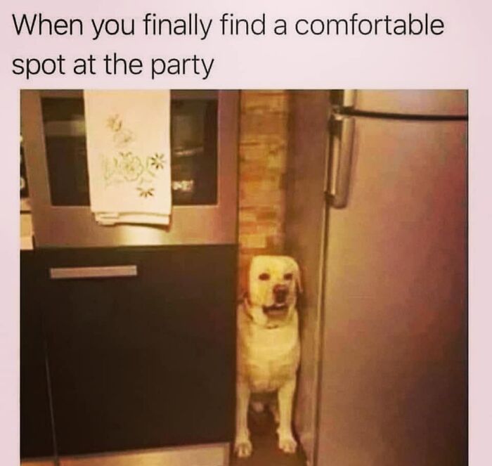 50 Funny Dog Memes Shared By &lsquo;The Hecking Doggos&rsquo; To Make Your Day Better