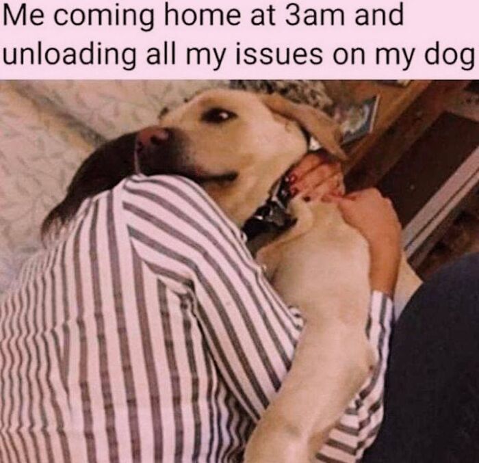50 Funny Dog Memes Shared By &lsquo;The Hecking Doggos&rsquo; To Make Your Day Better