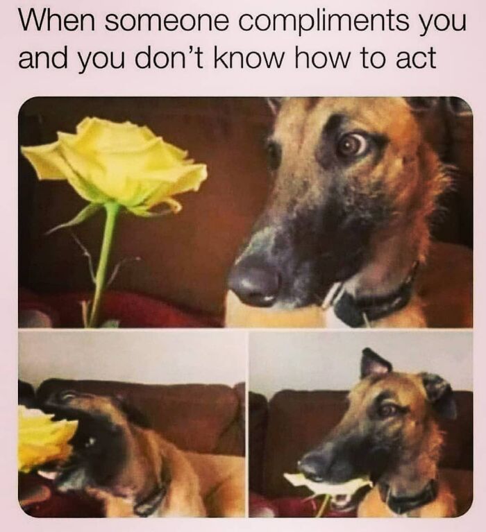 50 Funny Dog Memes Shared By &lsquo;The Hecking Doggos&rsquo; To Make Your Day Better