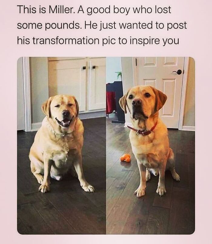 50 Funny Dog Memes Shared By &lsquo;The Hecking Doggos&rsquo; To Make Your Day Better