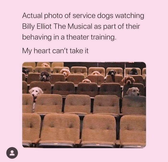 50 Funny Dog Memes Shared By &lsquo;The Hecking Doggos&rsquo; To Make Your Day Better
