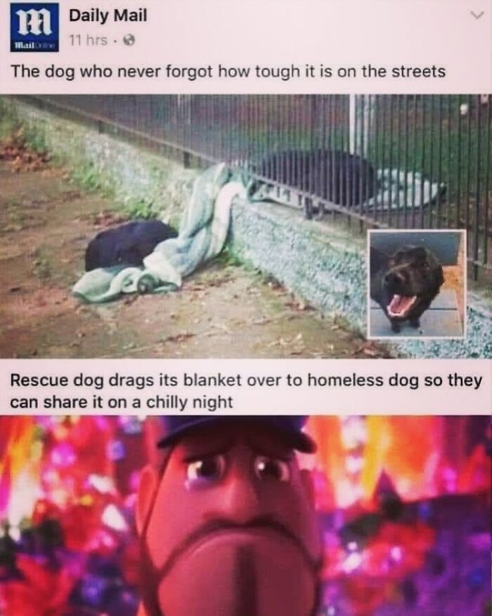 50 Funny Dog Memes Shared By &lsquo;The Hecking Doggos&rsquo; To Make Your Day Better