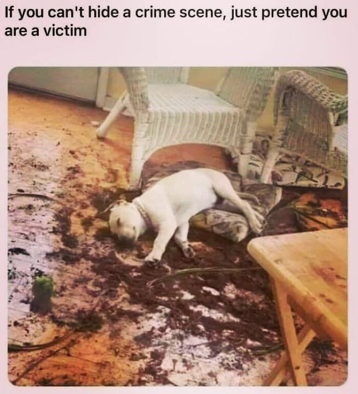 50 Funny Dog Memes Shared By &lsquo;The Hecking Doggos&rsquo; To Make Your Day Better