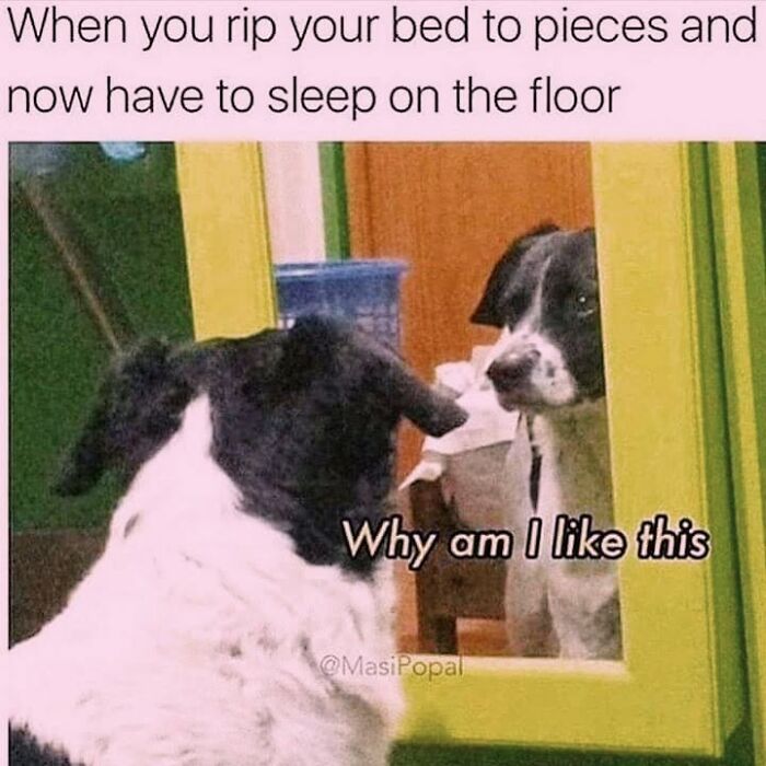 50 Funny Dog Memes Shared By &lsquo;The Hecking Doggos&rsquo; To Make Your Day Better