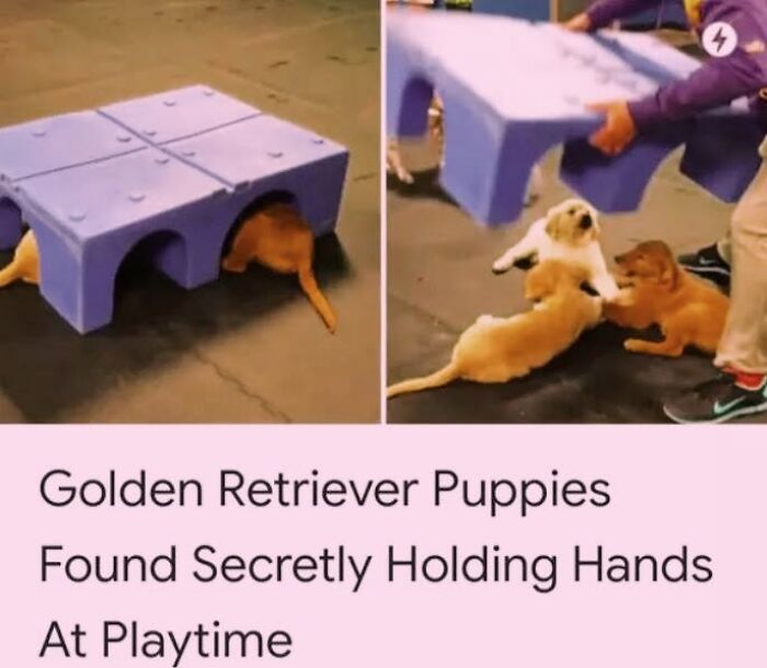 50 Funny Dog Memes Shared By &lsquo;The Hecking Doggos&rsquo; To Make Your Day Better