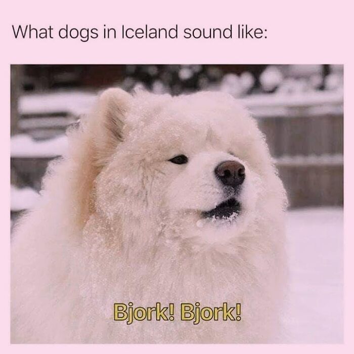 50 Funny Dog Memes Shared By &lsquo;The Hecking Doggos&rsquo; To Make Your Day Better