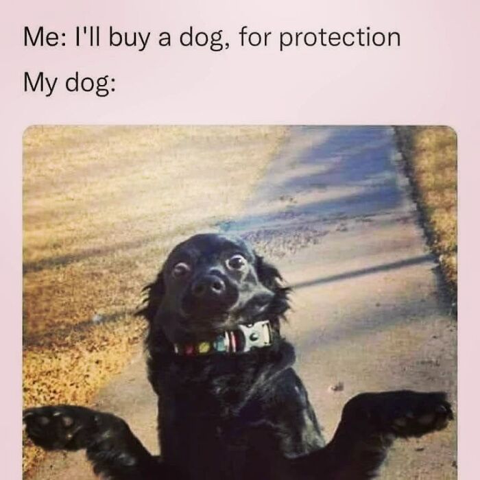 50 Funny Dog Memes Shared By &lsquo;The Hecking Doggos&rsquo; To Make Your Day Better