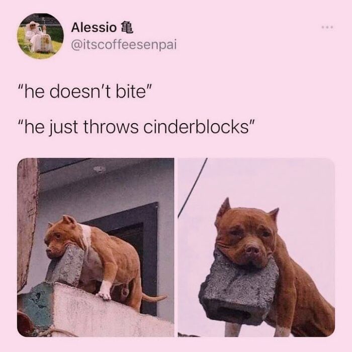 50 Funny Dog Memes Shared By &lsquo;The Hecking Doggos&rsquo; To Make Your Day Better