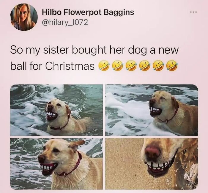 50 Funny Dog Memes Shared By &lsquo;The Hecking Doggos&rsquo; To Make Your Day Better
