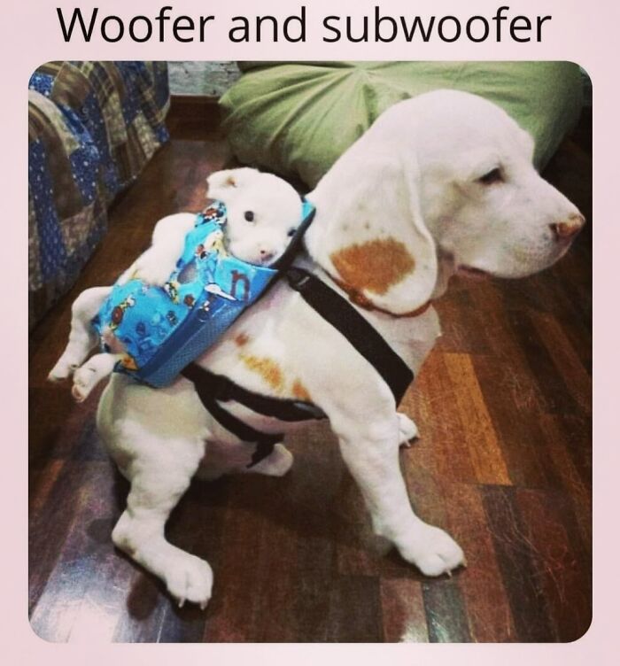 50 Funny Dog Memes Shared By &lsquo;The Hecking Doggos&rsquo; To Make Your Day Better