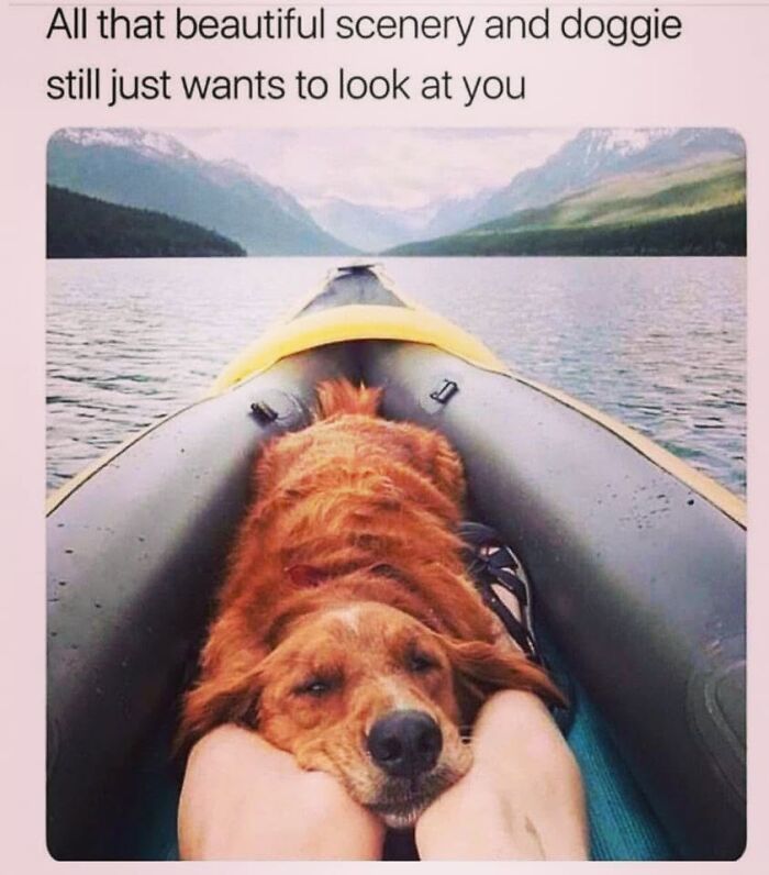 50 Funny Dog Memes Shared By &lsquo;The Hecking Doggos&rsquo; To Make Your Day Better