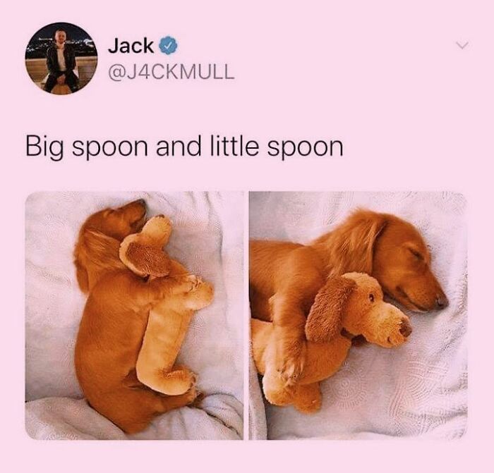 50 Funny Dog Memes Shared By &lsquo;The Hecking Doggos&rsquo; To Make Your Day Better