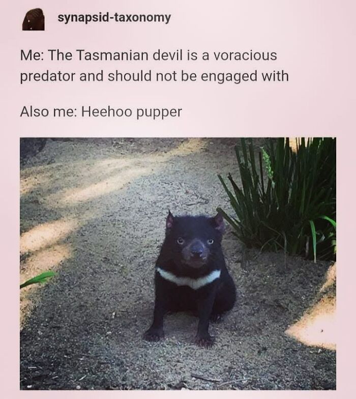 50 Funny Dog Memes Shared By &lsquo;The Hecking Doggos&rsquo; To Make Your Day Better