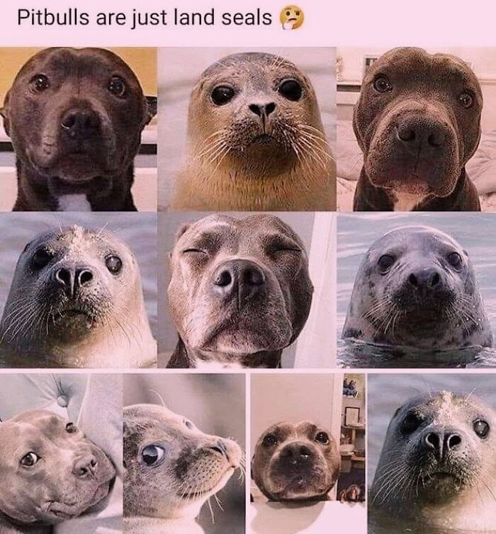 50 Funny Dog Memes Shared By &lsquo;The Hecking Doggos&rsquo; To Make Your Day Better