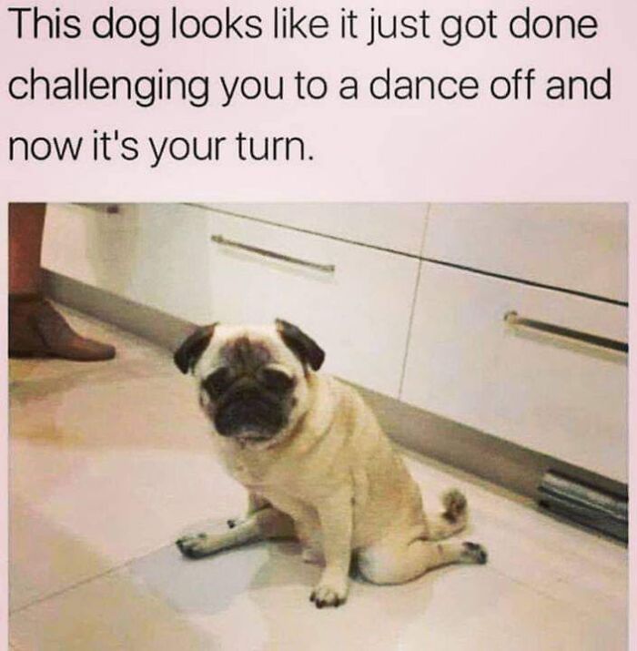 50 Funny Dog Memes Shared By &lsquo;The Hecking Doggos&rsquo; To Make Your Day Better