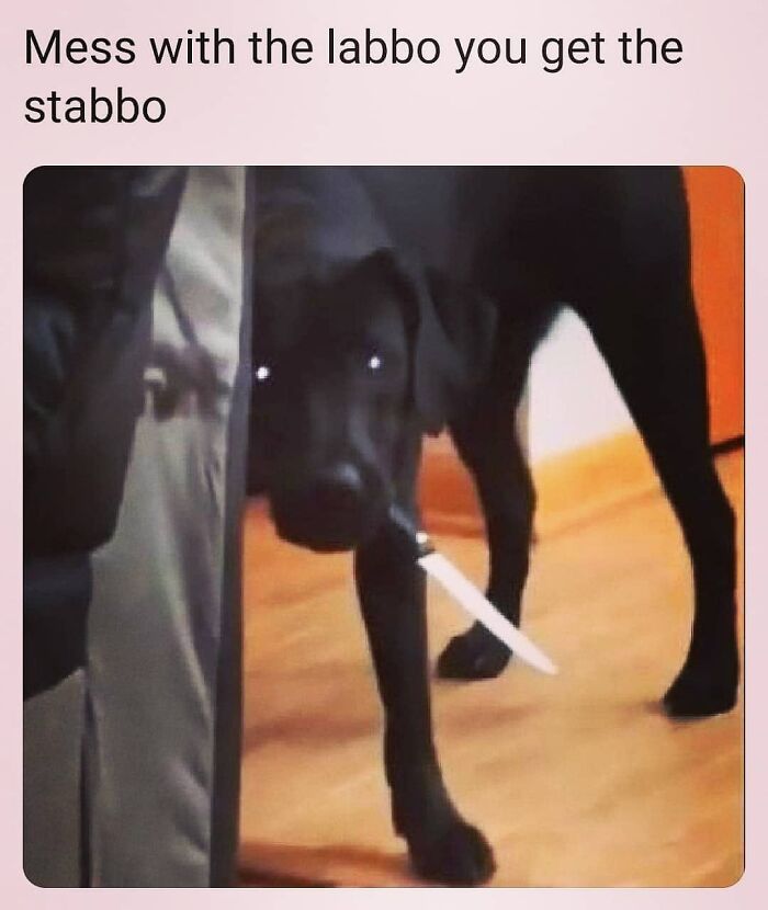 50 Funny Dog Memes Shared By &lsquo;The Hecking Doggos&rsquo; To Make Your Day Better