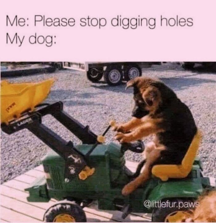 50 Funny Dog Memes Shared By &lsquo;The Hecking Doggos&rsquo; To Make Your Day Better