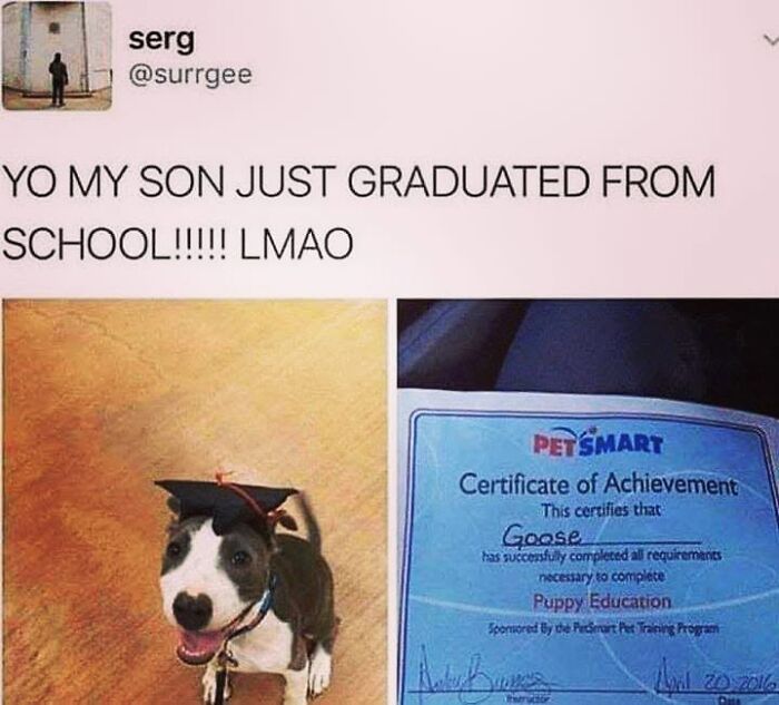 50 Funny Dog Memes Shared By &lsquo;The Hecking Doggos&rsquo; To Make Your Day Better
