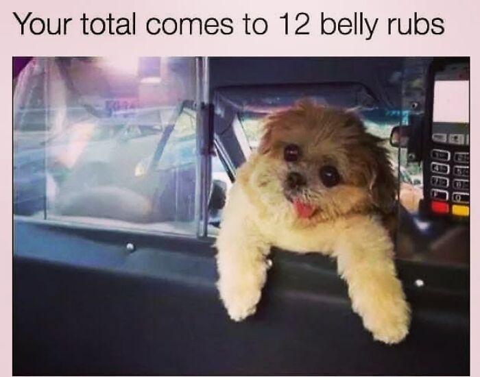 50 Funny Dog Memes Shared By &lsquo;The Hecking Doggos&rsquo; To Make Your Day Better