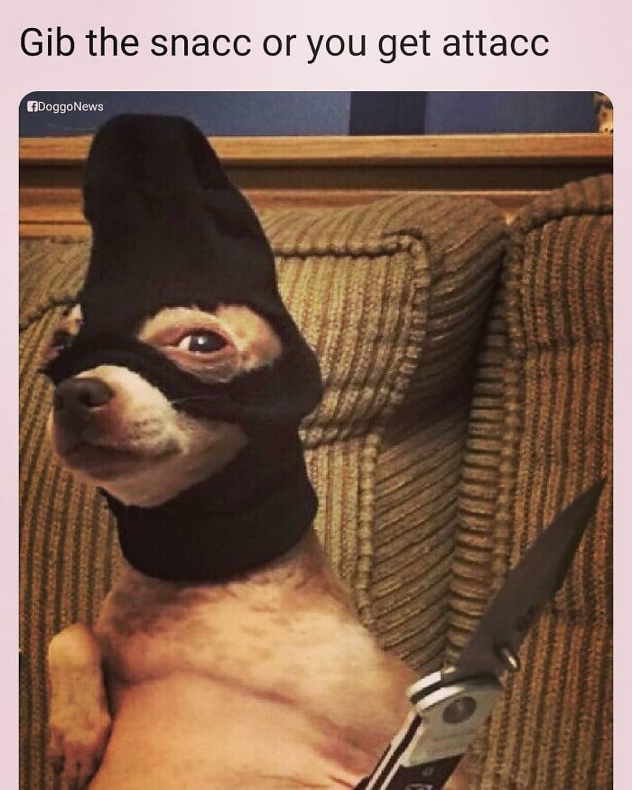 50 Funny Dog Memes Shared By &lsquo;The Hecking Doggos&rsquo; To Make Your Day Better