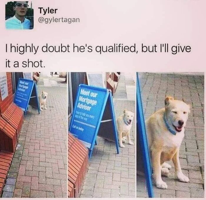 50 Funny Dog Memes Shared By &lsquo;The Hecking Doggos&rsquo; To Make Your Day Better