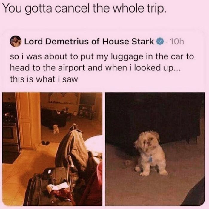 50 Funny Dog Memes Shared By &lsquo;The Hecking Doggos&rsquo; To Make Your Day Better