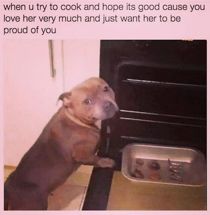 50 Funny Dog Memes Shared By &lsquo;The Hecking Doggos&rsquo; To Make Your Day Better