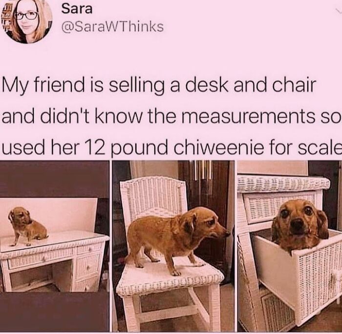 50 Funny Dog Memes Shared By &lsquo;The Hecking Doggos&rsquo; To Make Your Day Better