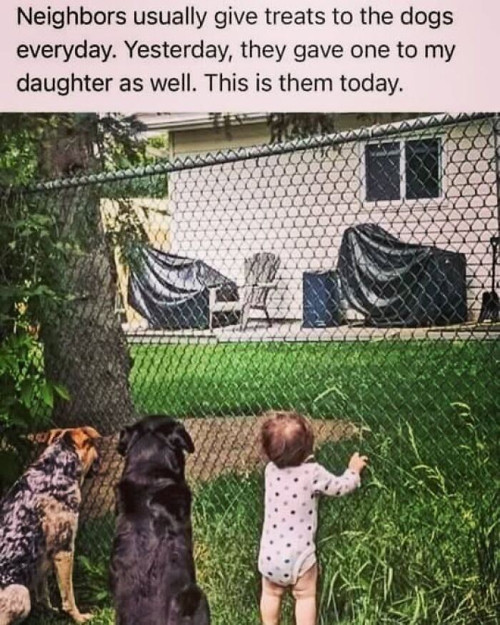 50 Funny Dog Memes Shared By &lsquo;The Hecking Doggos&rsquo; To Make Your Day Better