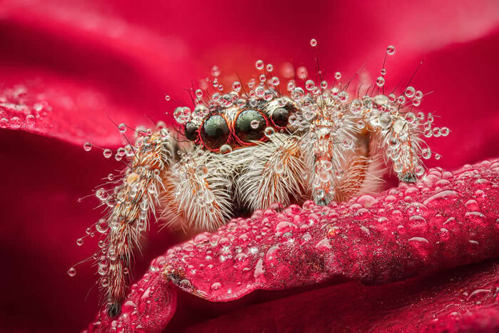 Dragonflies, Ladybugs And Flowers Covered In Dew: 23 Stunning Macro Photos Shared By 35AWARDS Dragonflies, Ladybugs And Flowers Covered In Dew: 23 Stunning Macro Photos Shared By 35AWARDS