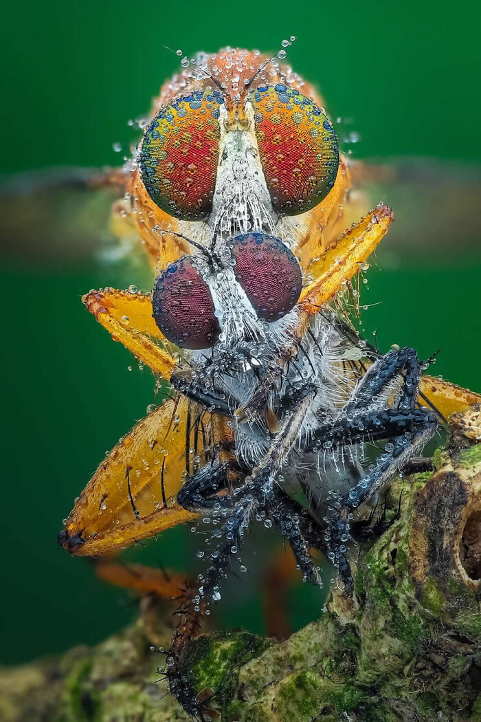 Dragonflies, Ladybugs And Flowers Covered In Dew: 23 Stunning Macro Photos Shared By 35AWARDS Dragonflies, Ladybugs And Flowers Covered In Dew: 23 Stunning Macro Photos Shared By 35AWARDS