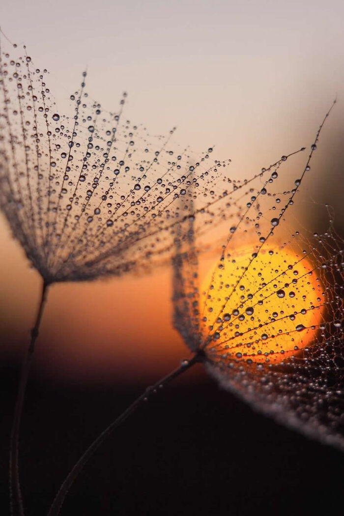 Dragonflies, Ladybugs And Flowers Covered In Dew: 23 Stunning Macro Photos Shared By 35AWARDS Dragonflies, Ladybugs And Flowers Covered In Dew: 23 Stunning Macro Photos Shared By 35AWARDS