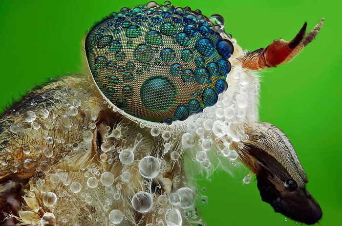 Dragonflies, Ladybugs And Flowers Covered In Dew: 23 Stunning Macro Photos Shared By 35AWARDS Dragonflies, Ladybugs And Flowers Covered In Dew: 23 Stunning Macro Photos Shared By 35AWARDS