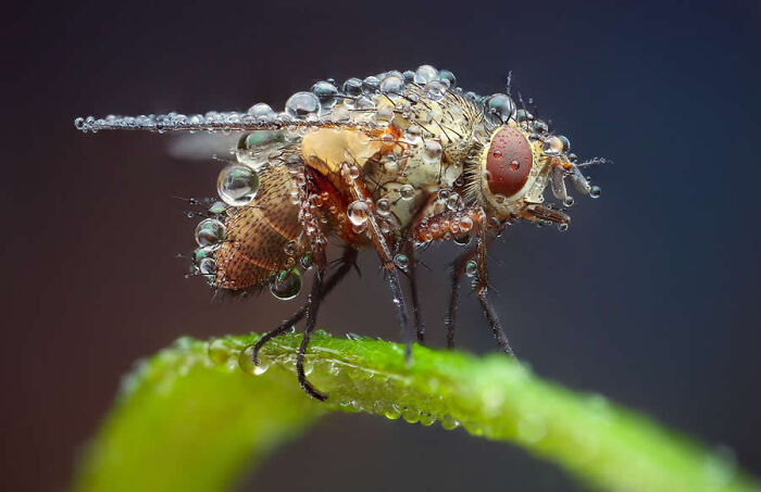 Dragonflies, Ladybugs And Flowers Covered In Dew: 23 Stunning Macro Photos Shared By 35AWARDS Dragonflies, Ladybugs And Flowers Covered In Dew: 23 Stunning Macro Photos Shared By 35AWARDS