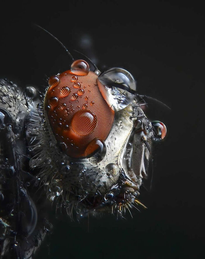 Dragonflies, Ladybugs And Flowers Covered In Dew: 23 Stunning Macro Photos Shared By 35AWARDS Dragonflies, Ladybugs And Flowers Covered In Dew: 23 Stunning Macro Photos Shared By 35AWARDS