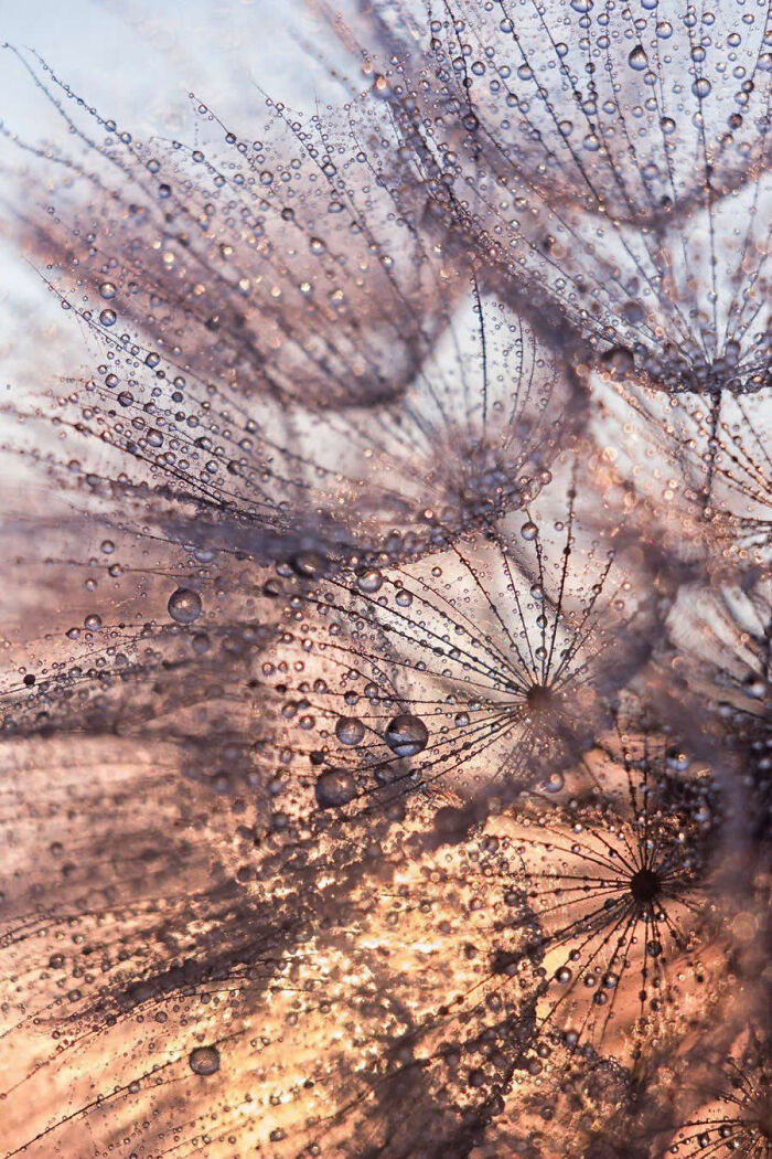 Dragonflies, Ladybugs And Flowers Covered In Dew: 23 Stunning Macro Photos Shared By 35AWARDS Dragonflies, Ladybugs And Flowers Covered In Dew: 23 Stunning Macro Photos Shared By 35AWARDS