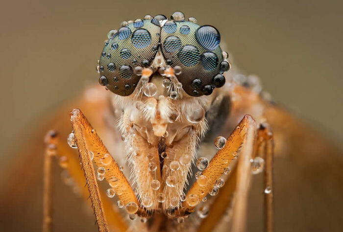 Dragonflies, Ladybugs And Flowers Covered In Dew: 23 Stunning Macro Photos Shared By 35AWARDS Dragonflies, Ladybugs And Flowers Covered In Dew: 23 Stunning Macro Photos Shared By 35AWARDS