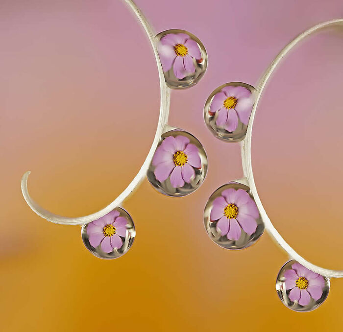 Dragonflies, Ladybugs And Flowers Covered In Dew: 23 Stunning Macro Photos Shared By 35AWARDS Dragonflies, Ladybugs And Flowers Covered In Dew: 23 Stunning Macro Photos Shared By 35AWARDS